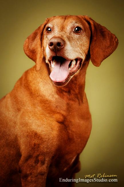 Dog portrait photographer, Denville, NJ