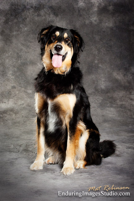 Pet portrait photographer, Denville, NJ