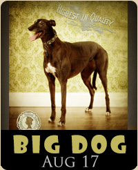 Dog portrait photographer