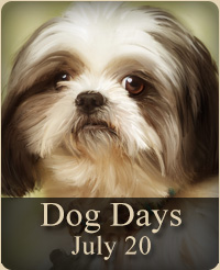 Dog portrait photography event