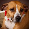 Dog portraits, Morris County