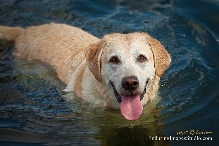 Dogs gone wild, Denville, NJ 2011 - Pet portraits by Enduring Images - Denville, Morris County