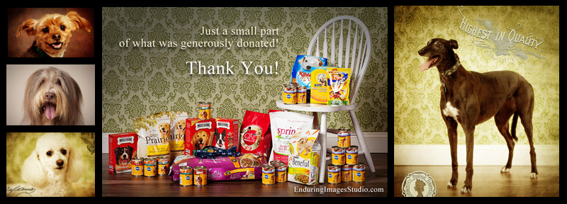 Dog portraits - photographer Denville, Morris County