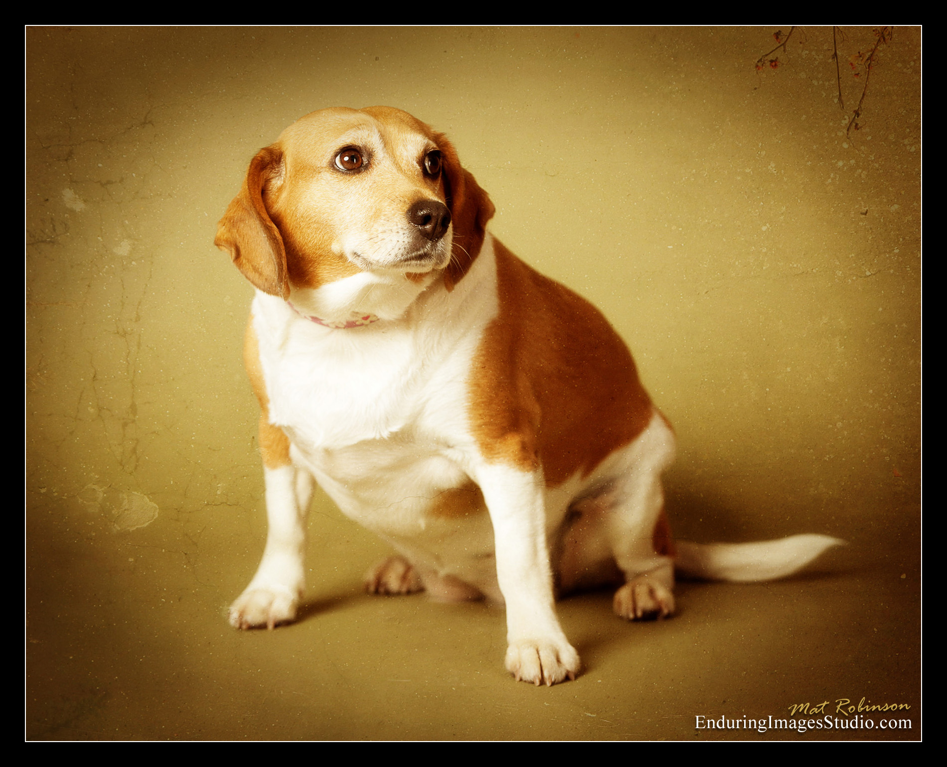 Enduring Images Photography Studio Dog Portrait Photographer