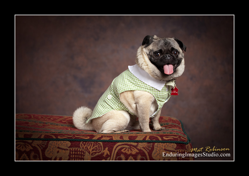 Dog portraits, photographer, Morris County, NJ