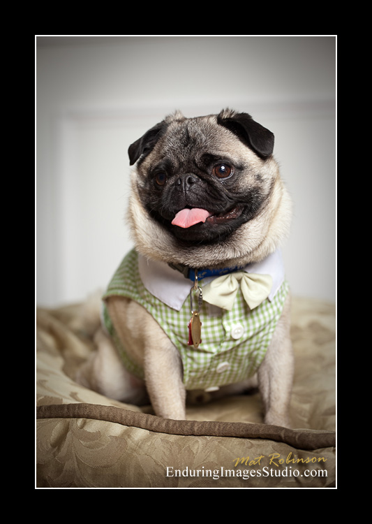 Dog portraits, photographer, Morris County, NJ