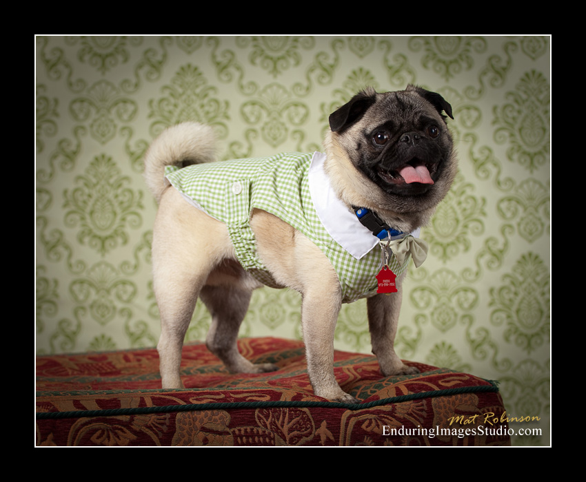 Dog portraits, photographer, Morris County, NJ