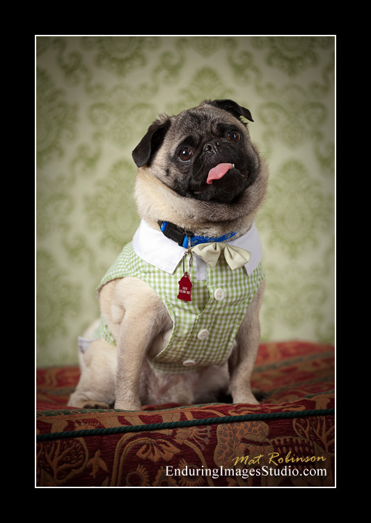 Dog portraits, photographer, Morris County, NJ