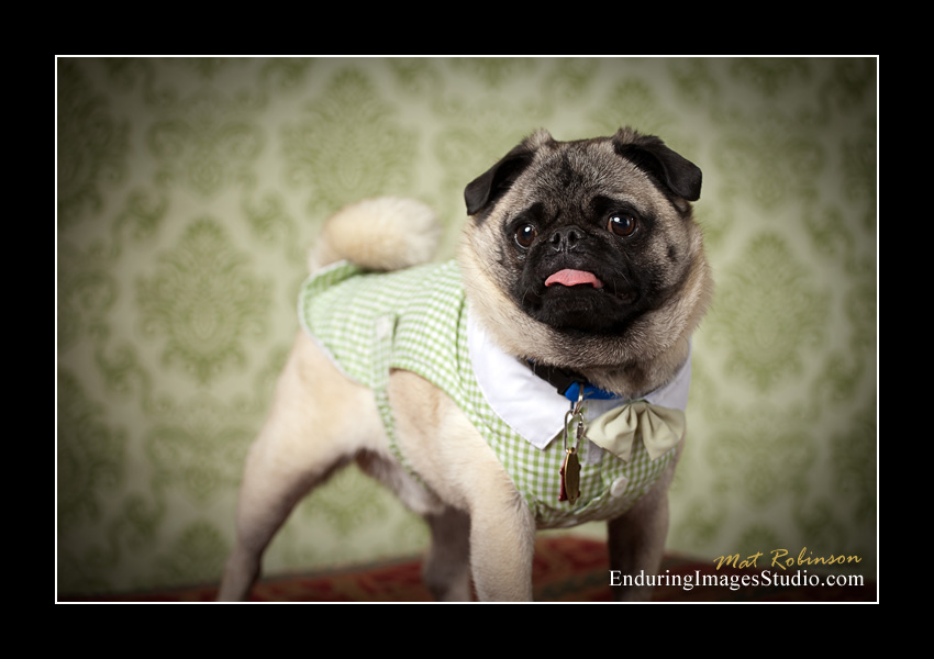 Dog portraits, photographer, Morris County, NJ