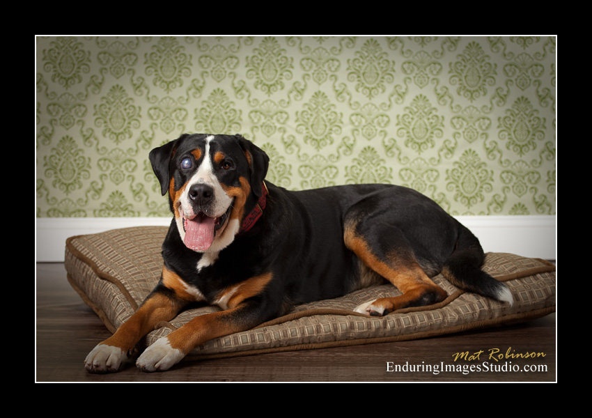 Dog portraits, photographer, Morris County, NJ