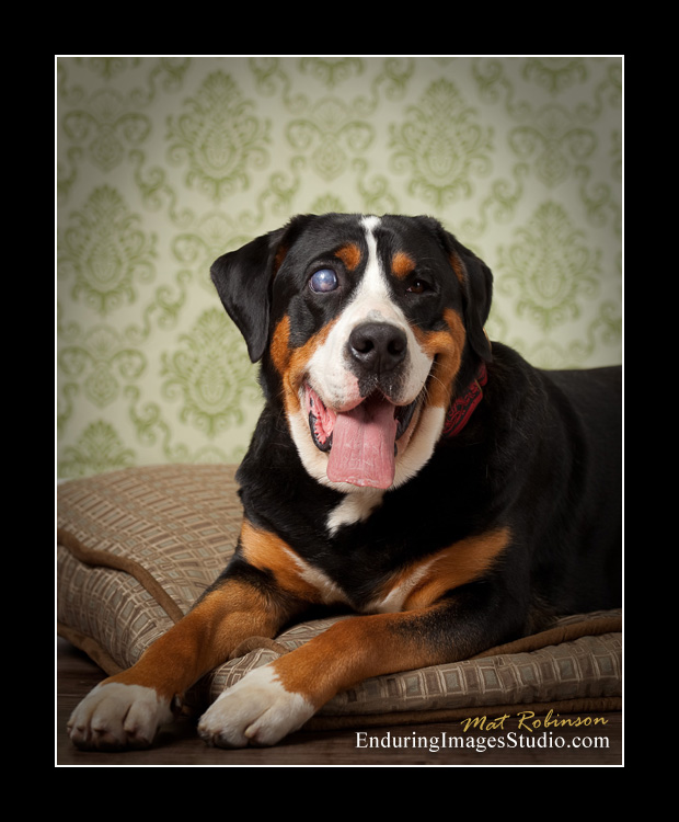 Dog portraits, photographer, Morris County, NJ