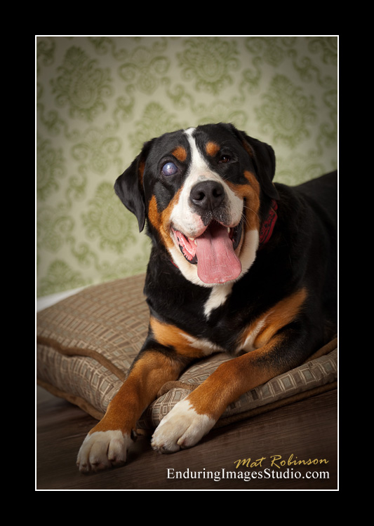 Dog portraits, photographer, Morris County, NJ