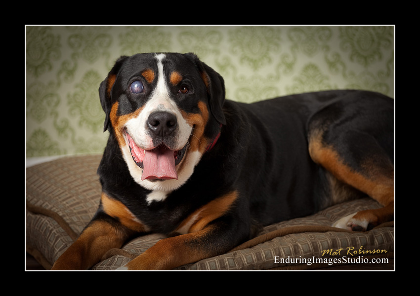 Dog portraits, photographer, Morris County, NJ