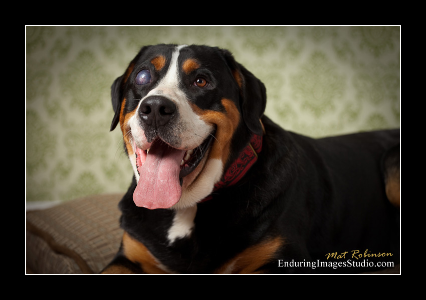 Dog portraits, photographer, Morris County, NJ
