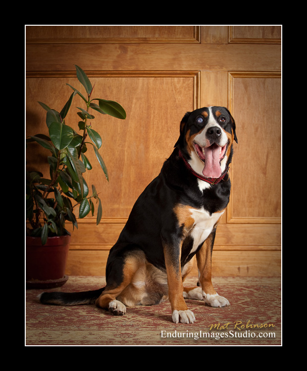 Dog portraits, photographer, Morris County, NJ