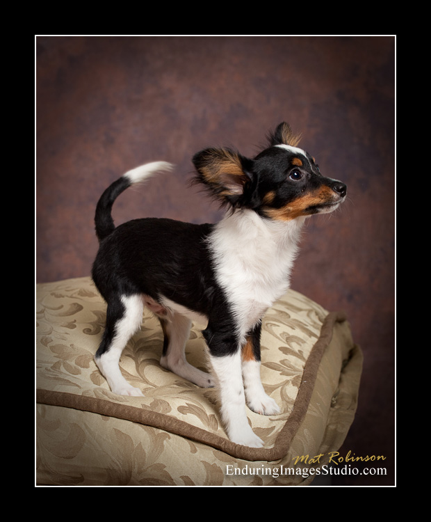 Dog portraits, photographer, Morris County, NJ