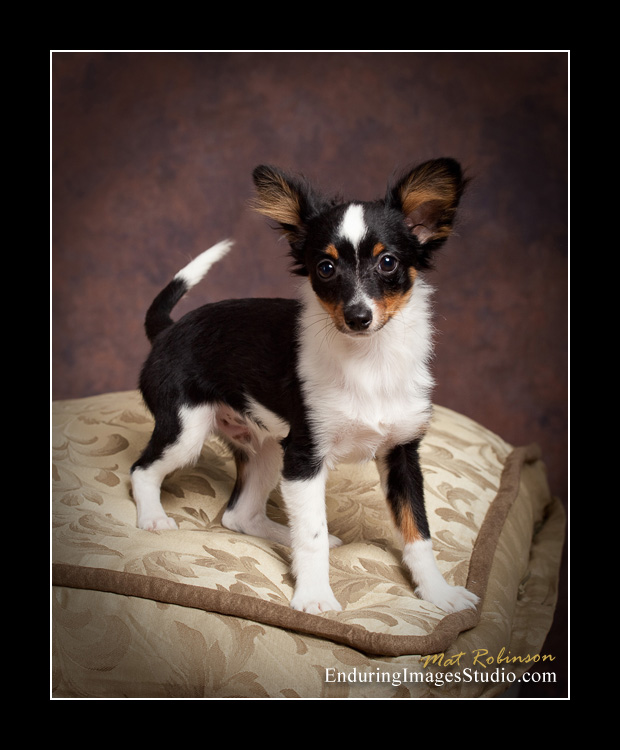 Dog portraits, photographer, Morris County, NJ