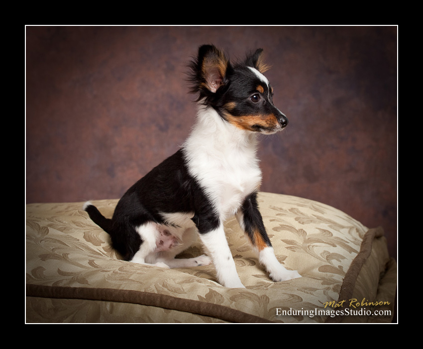 Dog portraits, photographer, Morris County, NJ
