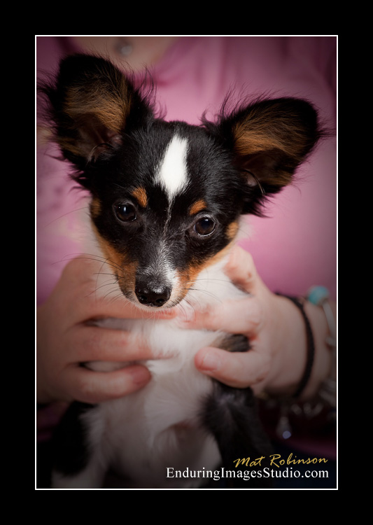 Dog portraits, photographer, Morris County, NJ