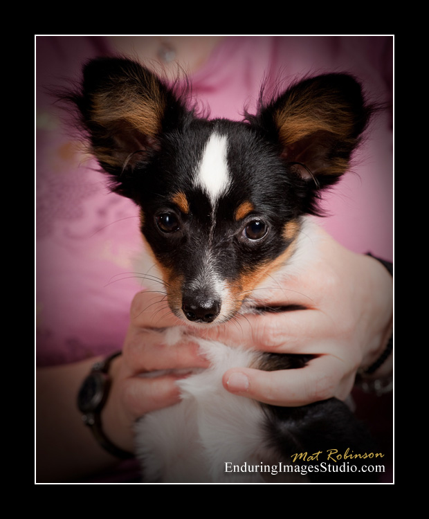 Dog portraits, photographer, Morris County, NJ