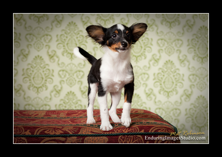 Dog portraits, photographer, Morris County, NJ