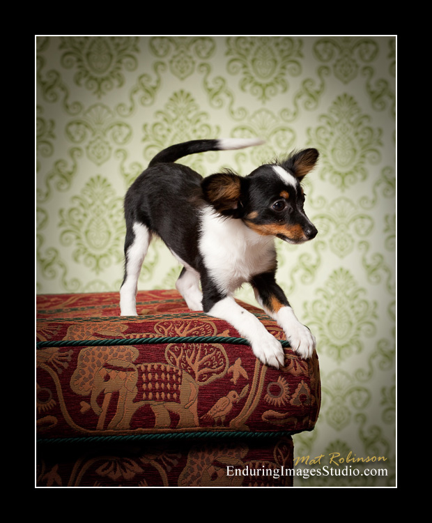 Dog portraits, photographer, Morris County, NJ