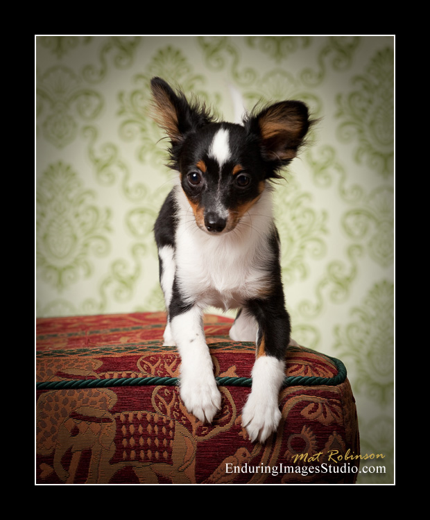 Dog portraits, photographer, Morris County, NJ