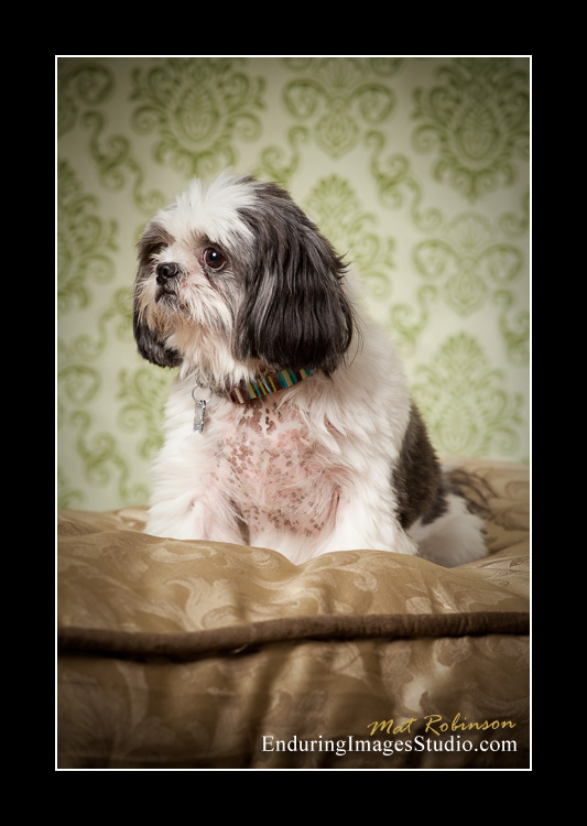 Dog portraits, photographer, Morris County, NJ