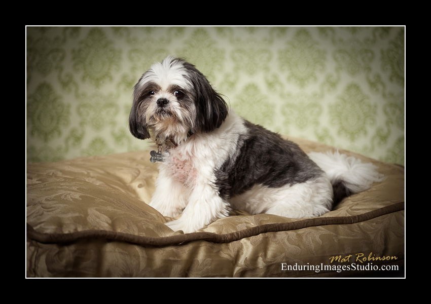 Dog portraits, photographer, Morris County, NJ