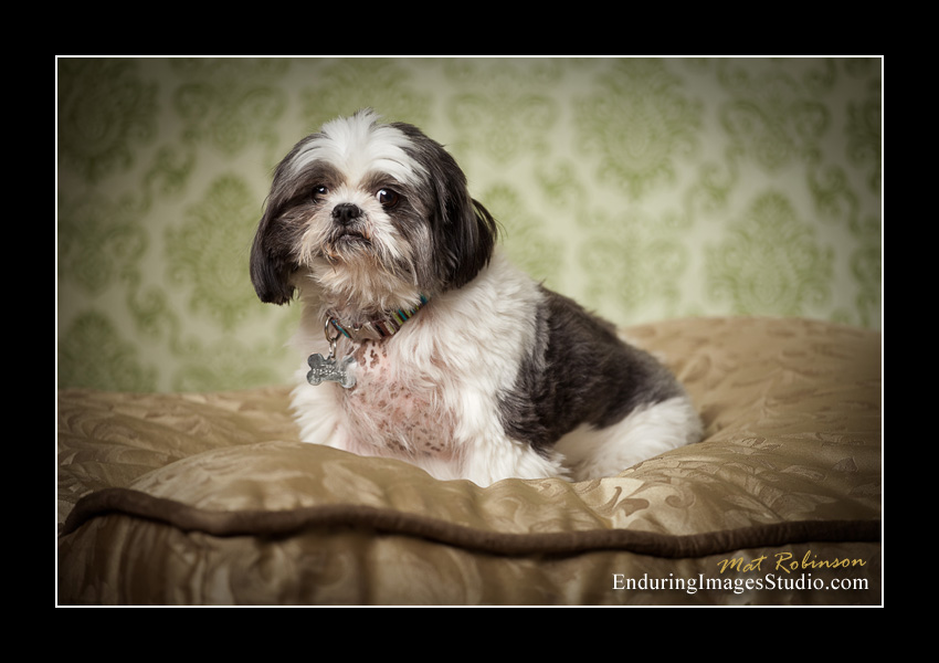 Dog portraits, photographer, Morris County, NJ