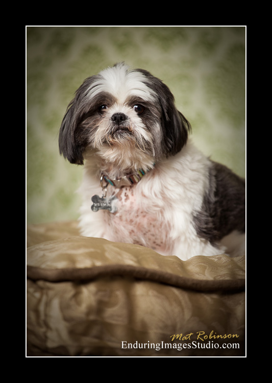 Dog portraits, photographer, Morris County, NJ