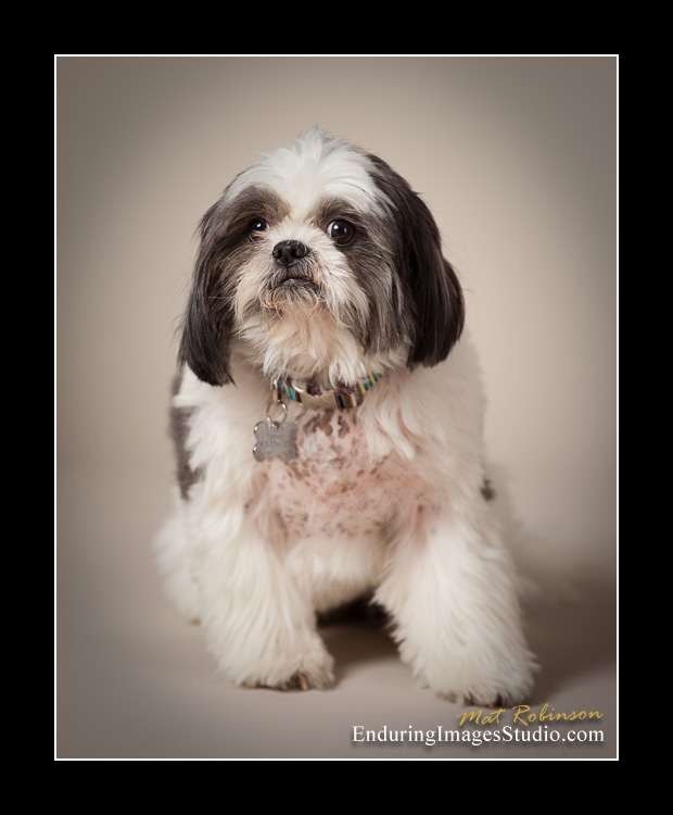 Dog portraits, photographer, Morris County, NJ