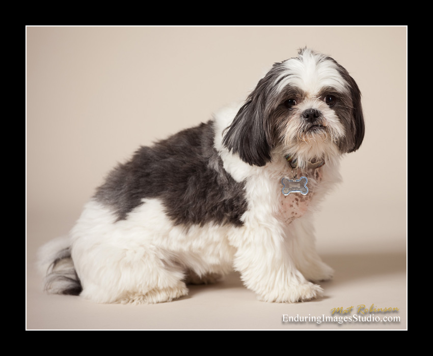 Dog portraits, photographer, Morris County, NJ