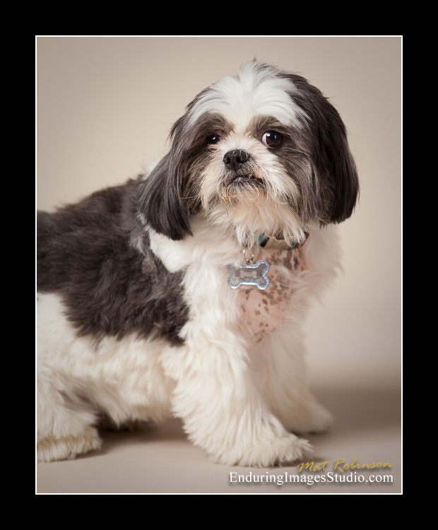 Dog portraits, photographer, Morris County, NJ