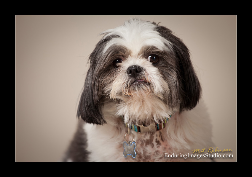 Dog portraits, photographer, Morris County, NJ