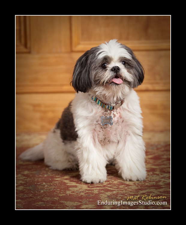 Dog portraits, photographer, Morris County, NJ