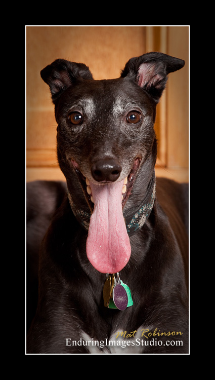 Dog portraits, photographer, Morris County, NJ