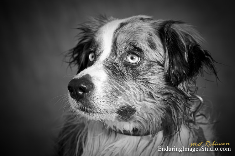 Dog portrait photographer