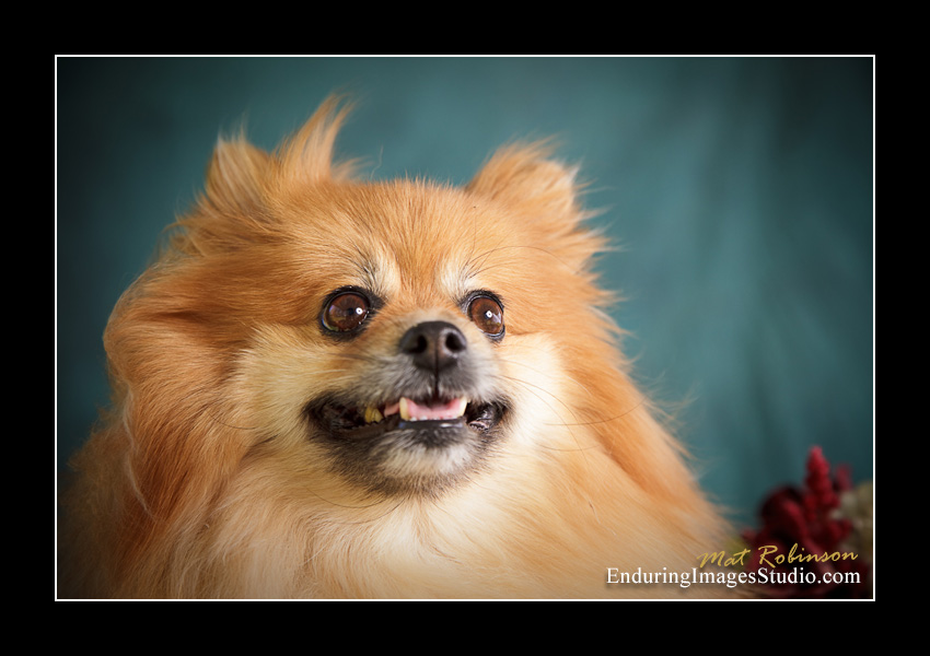 Dog portraits, Denville, NJ - by Enduring Images Photography Studio