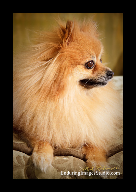 Dog portraits, Denville, NJ - by Enduring Images Photography Studio