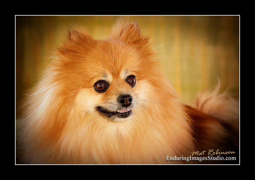 Dog portraits, Denville, NJ - by Enduring Images Photography Studio