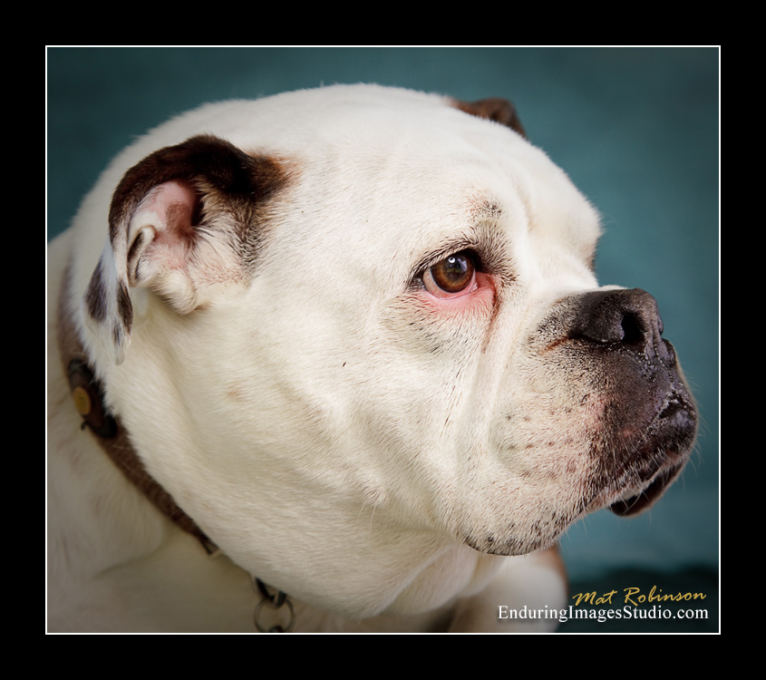 Dog portraits, Denville, NJ - by Enduring Images Photography Studio