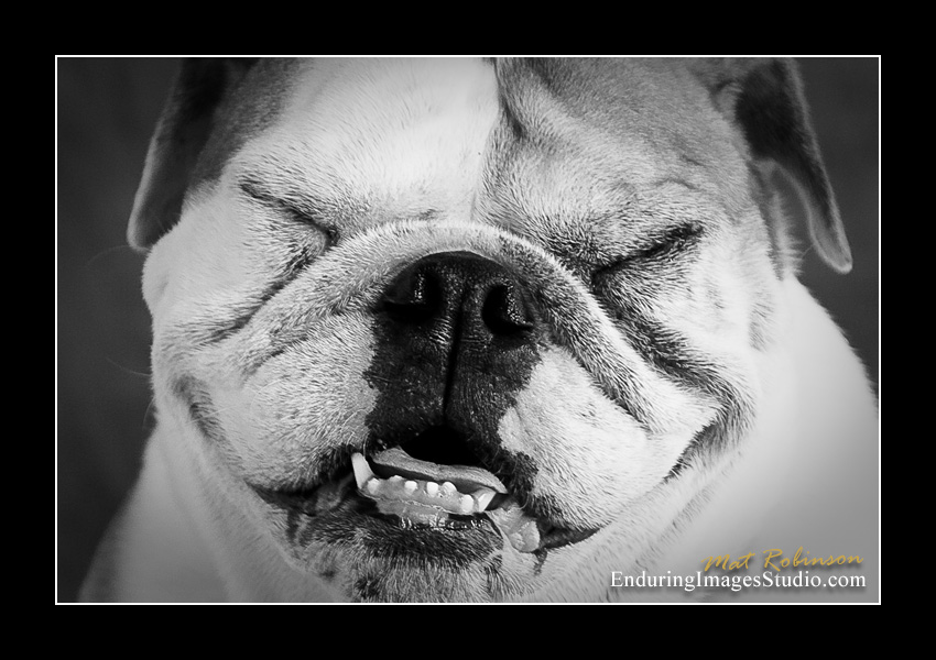 Dog portraits, Denville, NJ - by Enduring Images Photography Studio