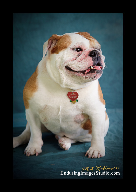 Dog portraits, Denville, NJ - by Enduring Images Photography Studio