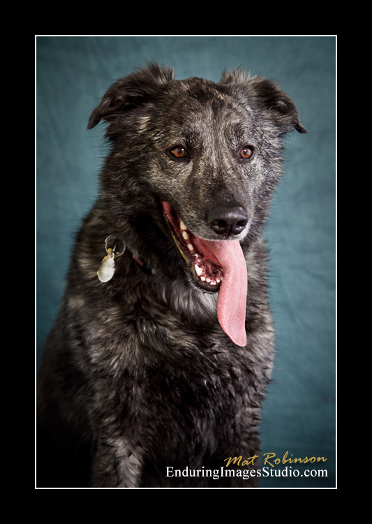 Dog portraits, Denville, NJ - by Enduring Images Photography Studio