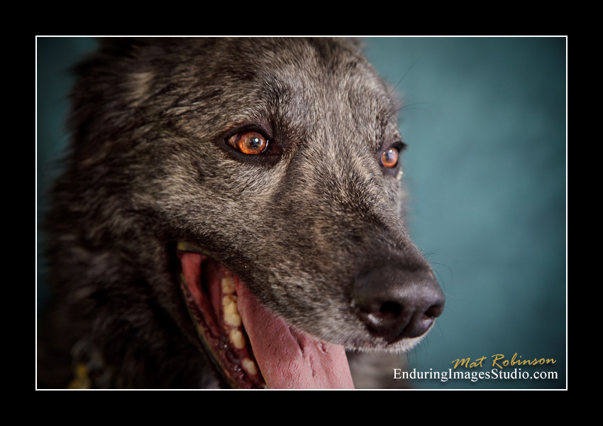 Dog portraits, Denville, NJ - by Enduring Images Photography Studio