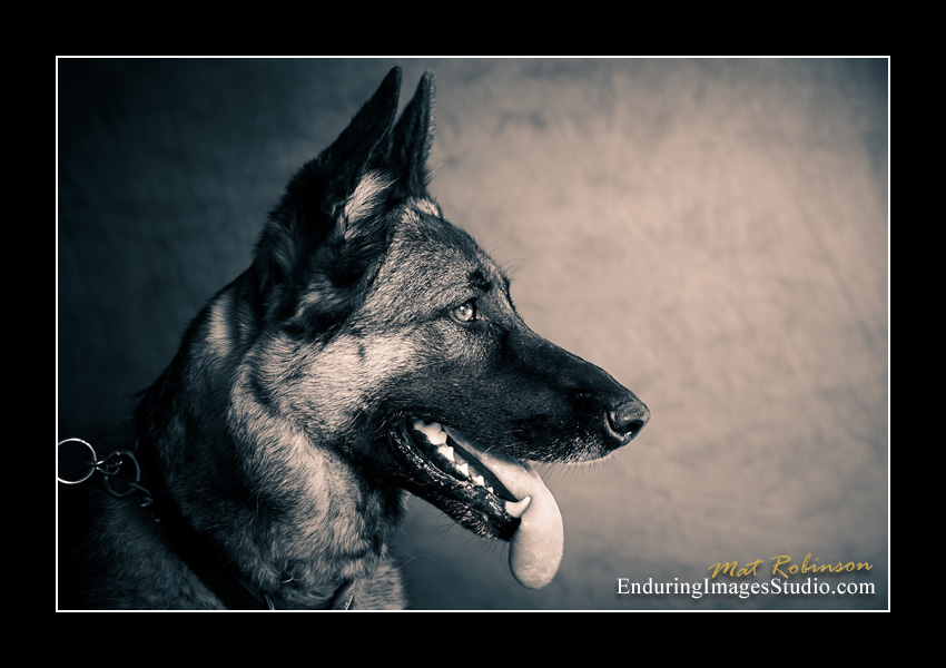 Dog portraits, Denville, NJ - by Enduring Images Photography Studio