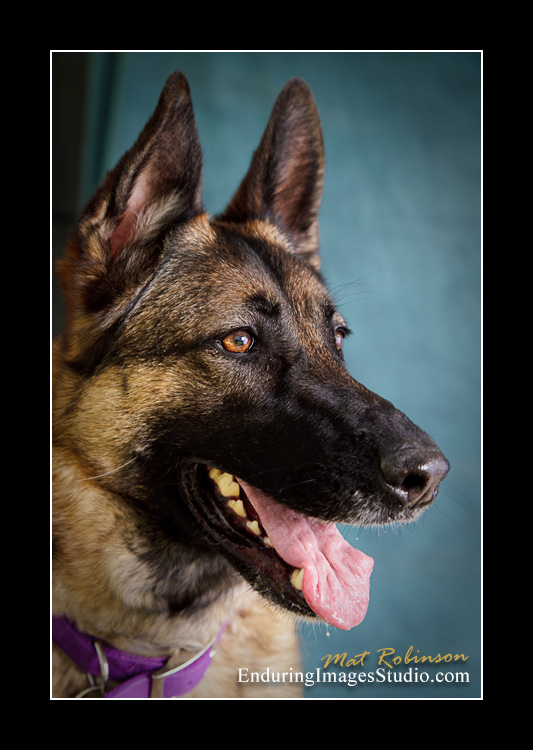 Dog portraits, Denville, NJ - by Enduring Images Photography Studio