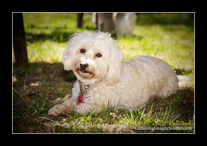 Dog portraits, Denville, NJ - by Enduring Images Photography Studio