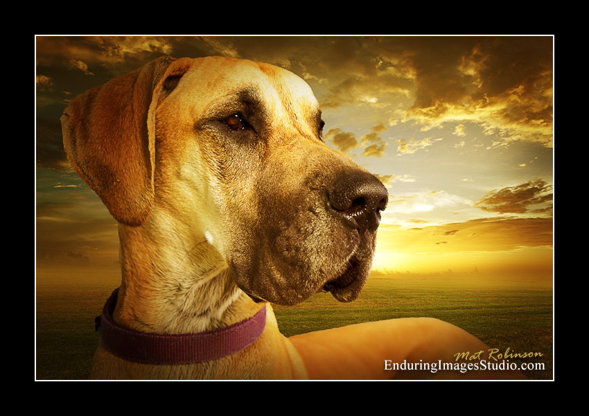 Dog portraits, Denville, NJ - by Enduring Images Photography Studio